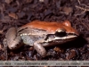 Leptodactylus elenae