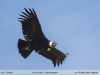 Vultur-gryphus