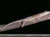 Anolis fuscoauratus