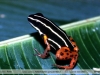 Adelphobates quinquevittatus