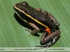 Ameerega picta
