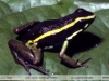 Ameerega trivittata