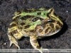 Ceratophrys cranwelli