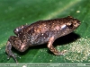 Chiasmocleis ventrimaculata