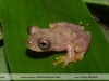 Dendropsophus leali