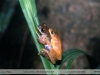 Dendropsophus leali