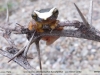 Dendropsophus leucophyllatus