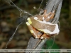 Dendropsophus leucophyllatus