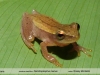 Dendropsophus nanus