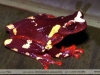 Dendropsophus sarayacuensis