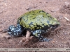 Dermatonotus muelleri