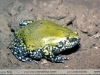 Dermatonotus muelleri