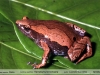Hamptophryne boliviana