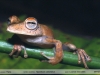Hypsiboas calcaratus