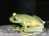 Hypsiboas cinerascens