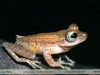 Hypsiboas fasciatus 