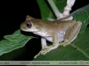 Hypsiboas marianitae