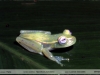 Hypsiboas punctatus