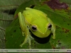 Hypsiboas punctatus