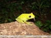 Hypsiboas punctatus