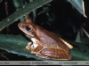 Hypsiboas raniceps