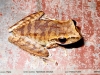 Hypsiboas raniceps