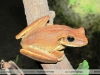 Hypsiboas raniceps