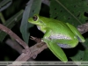 Hypsiboas riojanus