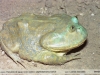 Lepidobatrachus laevis