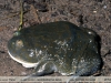 Lepidobatrachus laevis