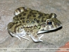Leptodactylus bufonius