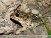 Leptodactylus chaquensis