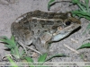 Leptodactylus chaquensis