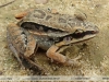 Leptodactylus elenae
