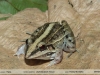 Leptodactylus fuscus