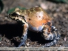 Leptodactylus knudseni
