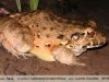 Leptodactylus labyrinthicus