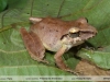 Pristimantis fenestratus