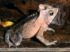 Rhinella margaritifera