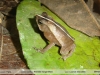 Rhinella margaritifera 