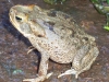 Rhinella paracnemis