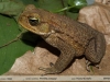 Rhinella poeppigii