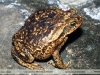 Rhinella schneideri