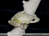 Scinax fuscovarius