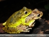 Scinax fuscovarius