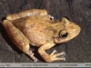 Scinax fuscovarius