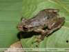 Scinax ruber