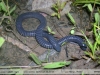 Siphonops paulensis