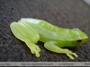 Sphaenorhynchus lacteus