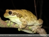 Trachycephalus typhonius